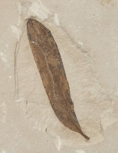 Fossil Caesalpinia Leaf - Green River Formation #16326